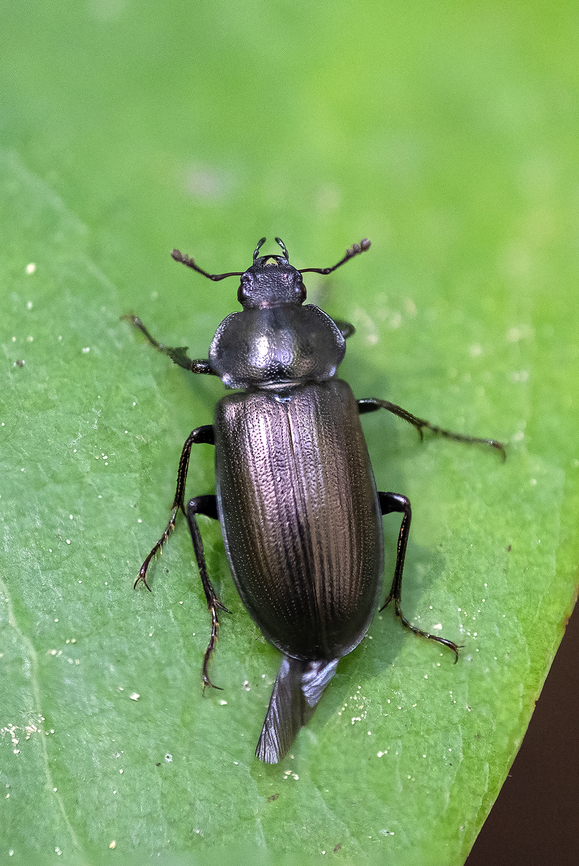 Platyceroides sp. stag beetle I'm pretty sure this little guy is a male Platyceroides. He's a stag beetle, but this genus doesn't have the big impressive fighting jaws you'd likely think of. There were many of these flying clumsily around the forest. I was landed on/bumped into lots of times. I'd guess they were out scouting for ladies.. There are about 14 species in the PNW, most on BugGuide don't have much in the way of information or photos. My best guess so far is Platyceroides potax as it definitely occurs in Northern California, but I don't know if any of the others also do, as of yet.<br />
<br />
Edit - BugGuide comes through with Platyceroides pampinatus. I'm not sure how the conclusion was reached, but I suspect it may be about location. Geotagged,Platyceroides pampinatus,Spring,United States