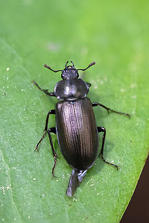 Platyceroides sp. stag beetle I'm pretty sure this little guy is a male Platyceroides. He's a stag beetle, but this genus doesn't have the big impressive fighting jaws you'd likely think of. There were many of these flying clumsily around the forest. I was landed on/bumped into lots of times. I'd guess they were out scouting for ladies.. There are about 14 species in the PNW, most on BugGuide don't have much in the way of information or photos. My best guess so far is Platyceroides potax as it definitely occurs in Northern California, but I don't know if any of the others also do, as of yet.

Edit - BugGuide comes through with Platyceroides pampinatus. I'm not sure how the conclusion was reached, but I suspect it may be about location.  Geotagged,Platyceroides pampinatus,Spring,United States