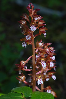 spotted coralroot  Corallorhiza maculata,Geotagged,Spring,United States,spotted coralroot