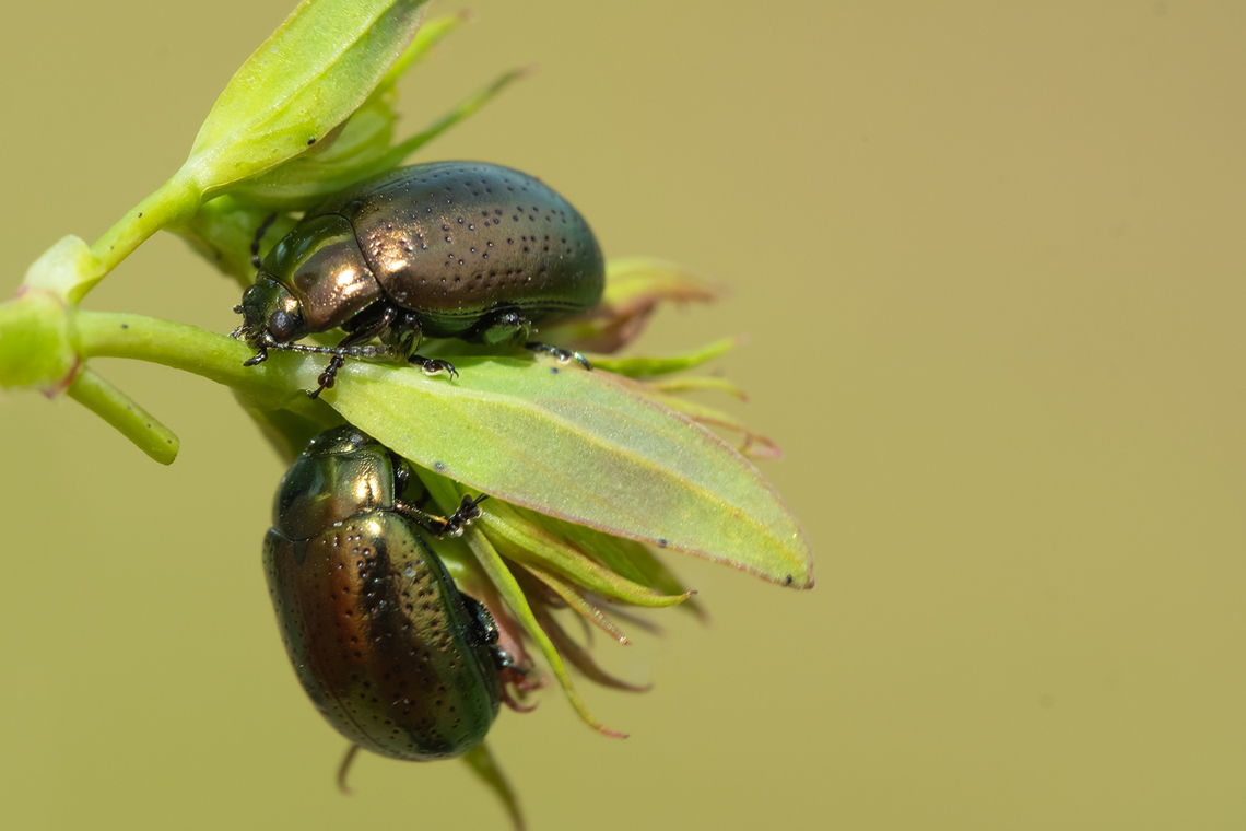 St. John's Wort Beetle  Chrysolina hyperici,Geotagged,Spring,St Johns Wort Beetle,United States