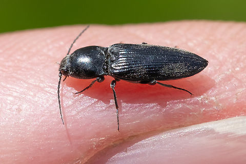 tiny click beetle  Geotagged,Spring,United States