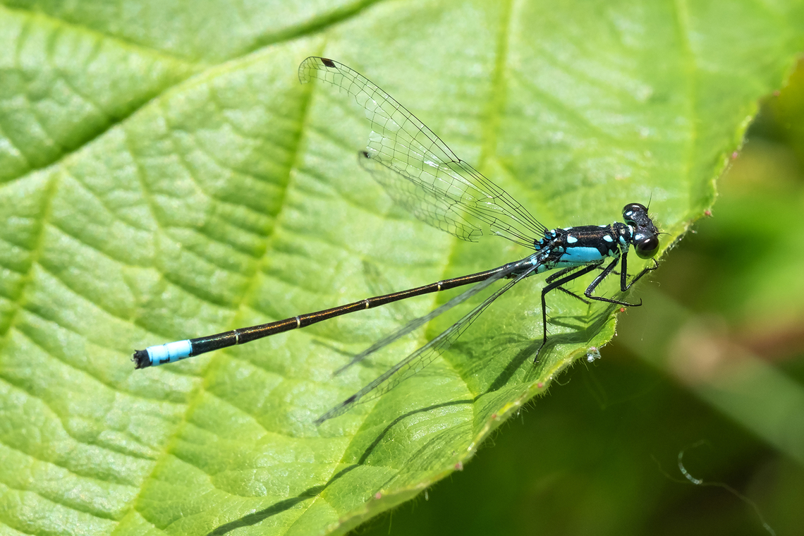 Pacific Forktail doing it's best impression of a spreadwing...  Geotagged,Ischnura cervula,Pacific Forktail,Spring,United States