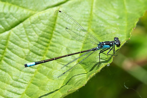 Pacific Forktail doing it's best impression of a spreadwing...  Geotagged,Ischnura cervula,Pacific Forktail,Spring,United States