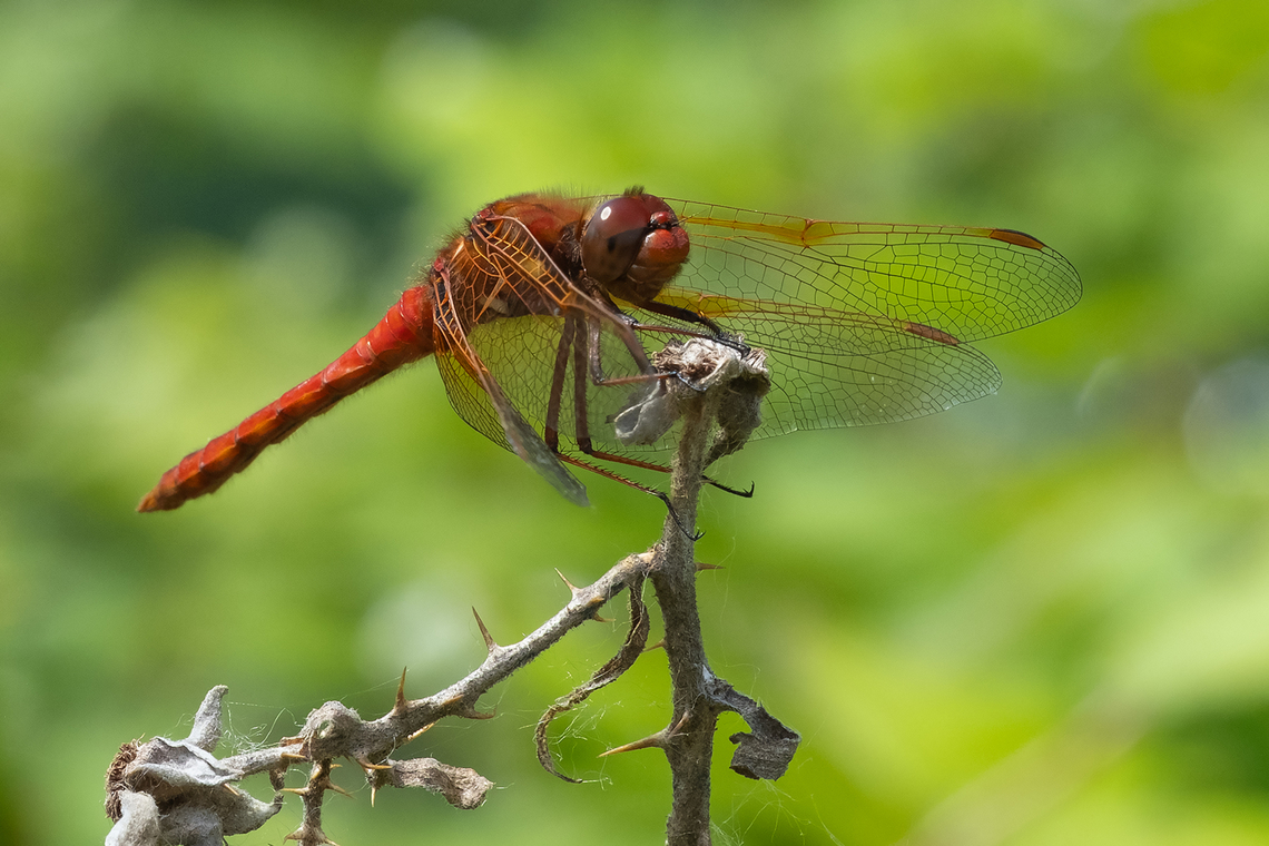 Cardinal Meadowhawk  Cardinal Meadowhawk,Geotagged,Spring,Sympetrum illotum,United States
