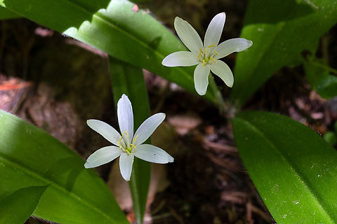 Queen's cup  Clintonia uniflora,Geotagged,Spring,United States,brides bonnet or queens cup