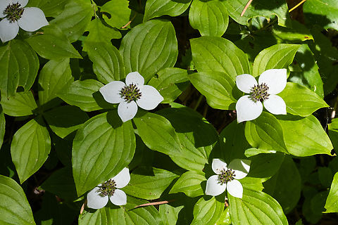 Alaskan bunchberry  Cornus &times; unalaschkensis,Geotagged,Spring,United States