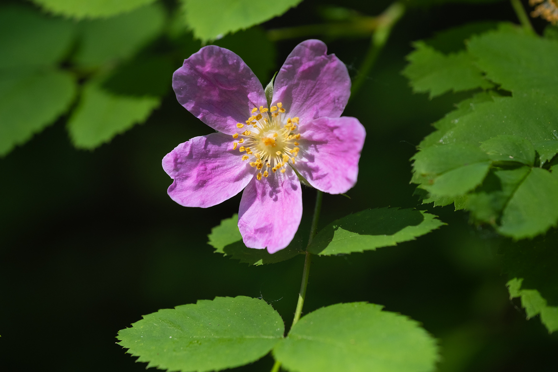 pearhip rose  Geotagged,Rosa woodsii,Spring,United States
