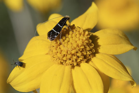 female ocean spray fairy moth females have gold hair on their heads, males have dark Adela septentrionella,Geotagged,Ocean Spray Fairy Moth,Spring,United States