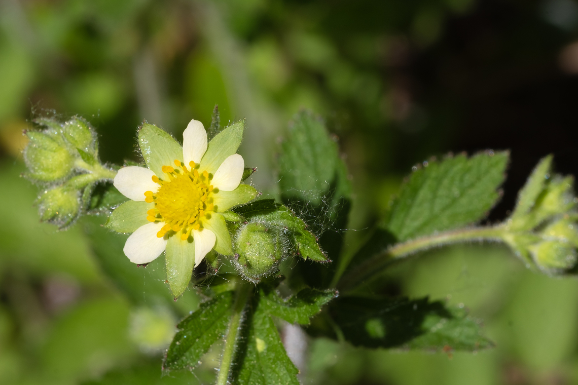 sticky cinquefoil  Drymocallis glandulosa,Geotagged,Spring,United States