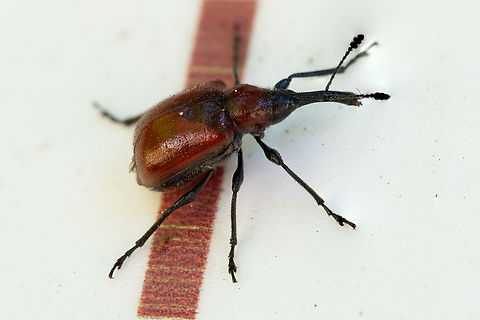 western rose curculio  Geotagged,Merhynchites wickhami,Spring,United States