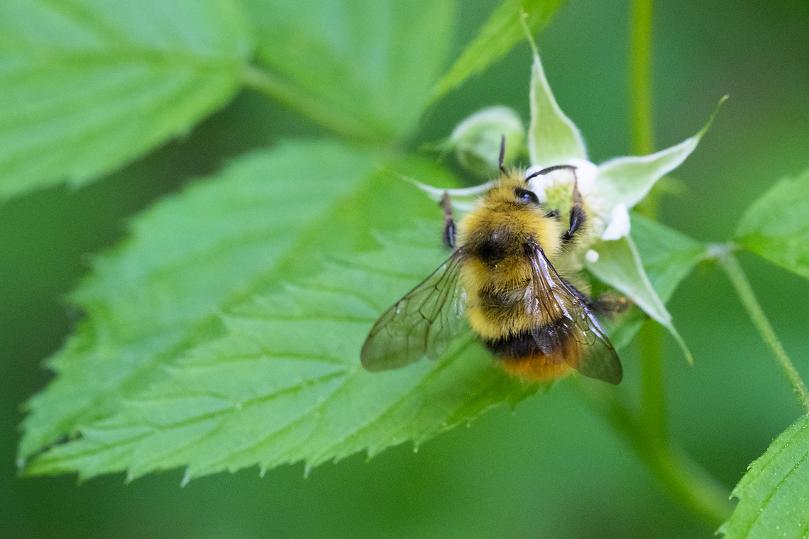 fuzzy-horned bumblebee  Bombus mixtus,Fuzzy-horned Bumble Bee,Geotagged,Spring,United States