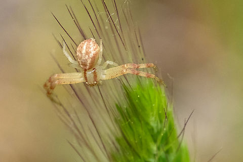 crab spider waiting to pounce  Geotagged,Spring,United States