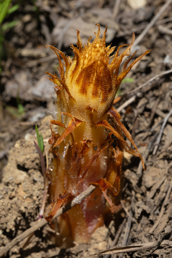 pinedrops sprout this is what it looks like when it first comes up..  Geotagged,Pinedrops,Pterospora andromedea,Spring,United States