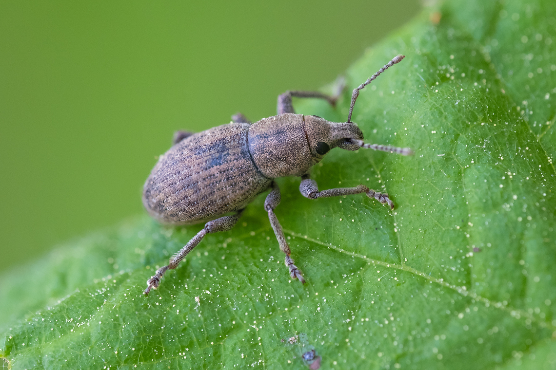 broadnose weevil  Geotagged,Spring,United States