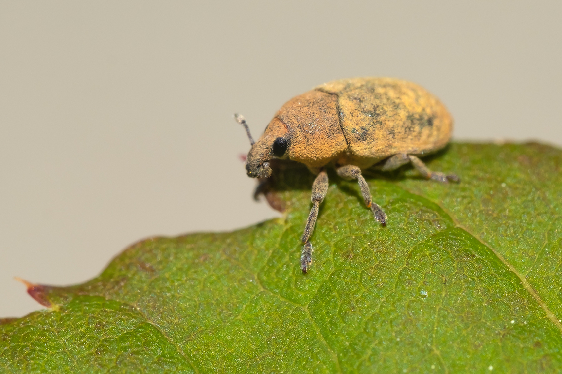 yellow starthistle flower weevil  Geotagged,Larinus curtus,Spring,United States