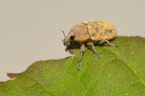 yellow starthistle flower weevil  Geotagged,Larinus curtus,Spring,United States