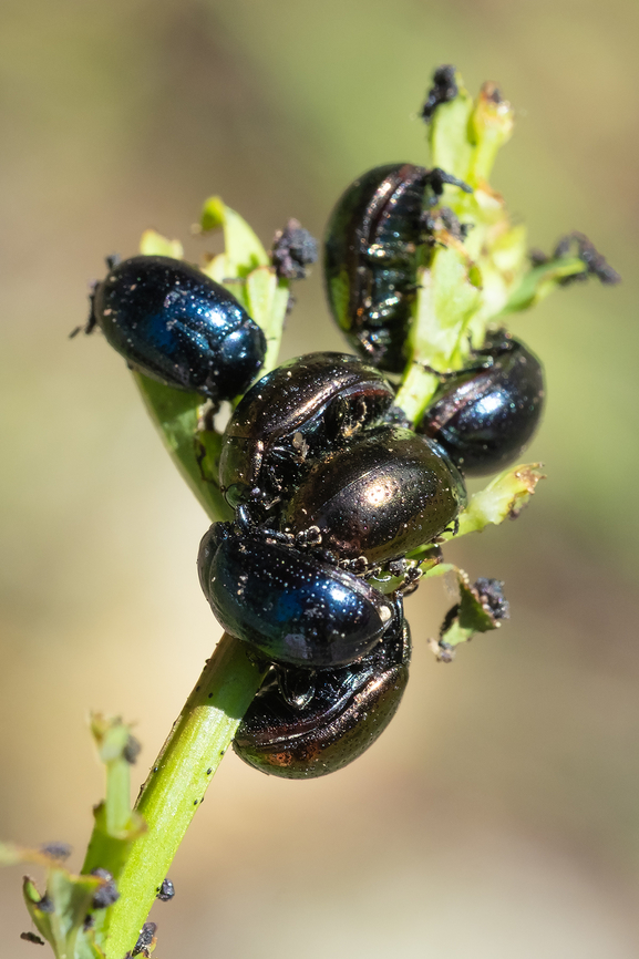 mass of leaf beetles these may be St. John&#039;s wort beetles, but they were attacking daisies.  Geotagged,Spring,United States