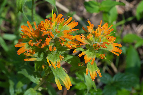 harsh paintbrush  Castilleja hispida,Geotagged,Harsh Paintbrush,Spring,United States