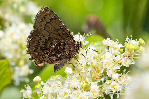 dusky western pine elfin subspecies fusca Callophrys eryphon,Geotagged,Spring,United States,Western pine elfin