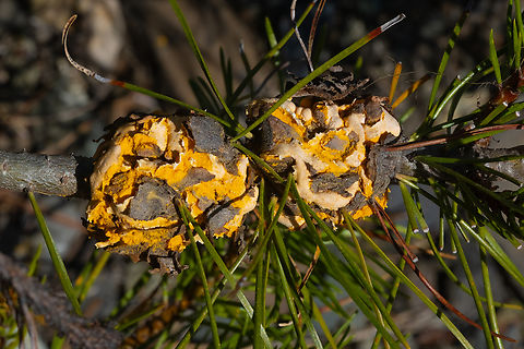 western pine gall rust  Endocronartium harknessii,Geotagged,Pine-pine gall rust,Spring,United States