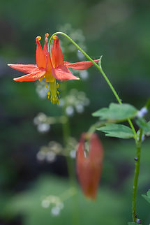 western Columbine  Aquilegia formosa,Crimson columbine,Geotagged,Spring,United States