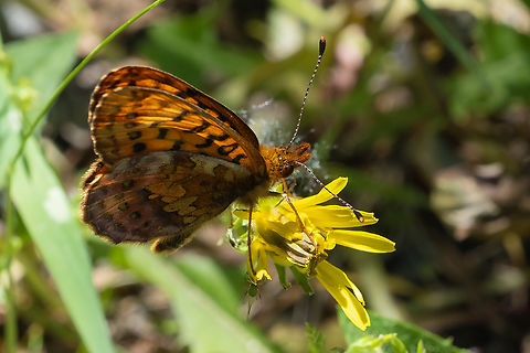 Western meadow fritillary  Boloria epithore,Geotagged,Pacific fritillary,Spring,United States