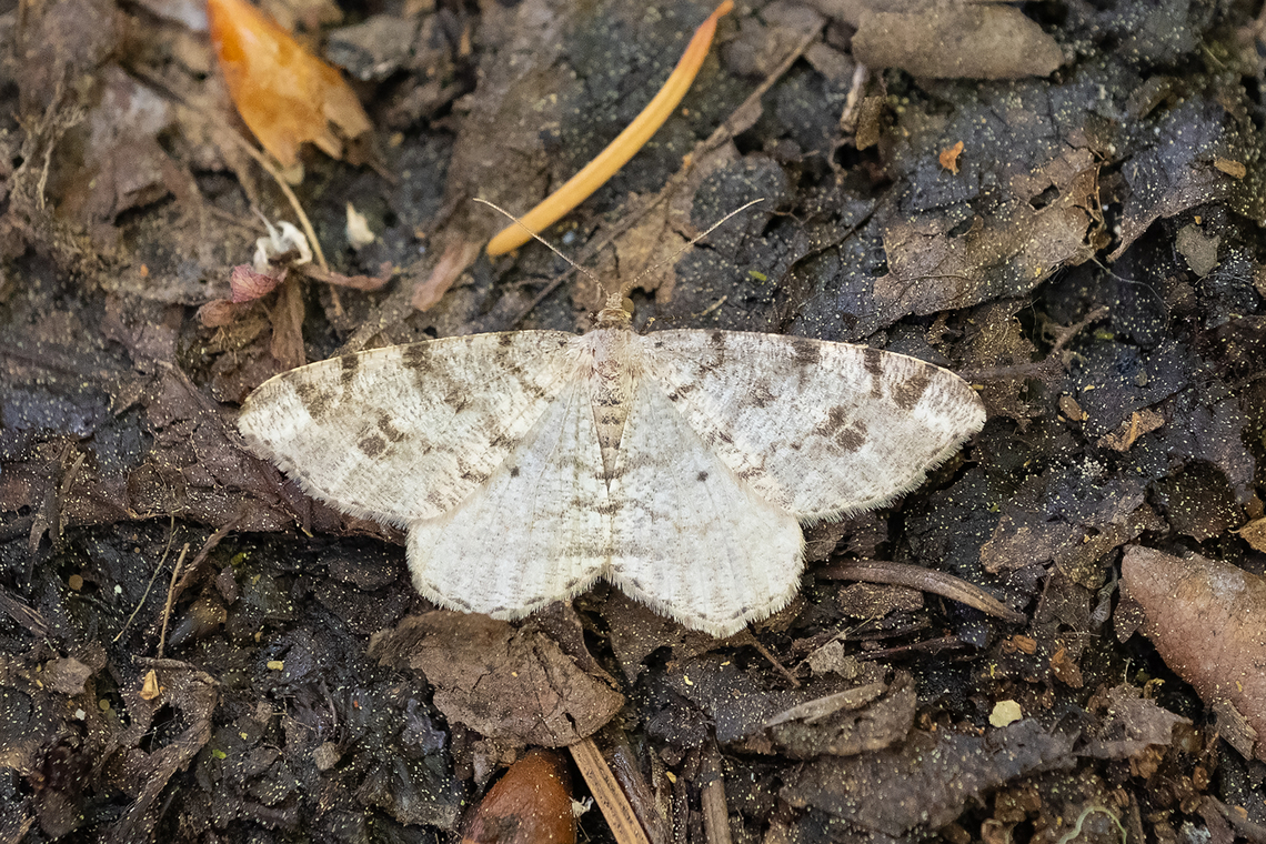 pale-marked angle  Dusky peacock,Geotagged,Macaria signaria,Spring,United States