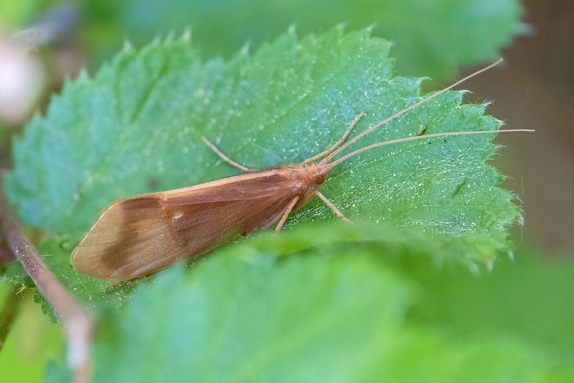 caddisfly  Geotagged,Onocosmoecus unicolor,Spring,United States,onocosmoecus unicolor
