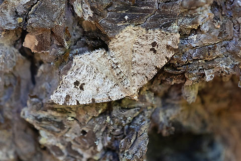 Also a pale marked angle this moth is rather variable in both markings and wing shape Geotagged,Macaria signaria,Spring,United States