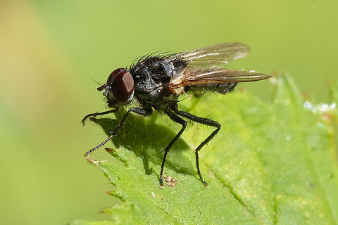black fly with a fuzzy gray body  Geotagged,Summer,United States