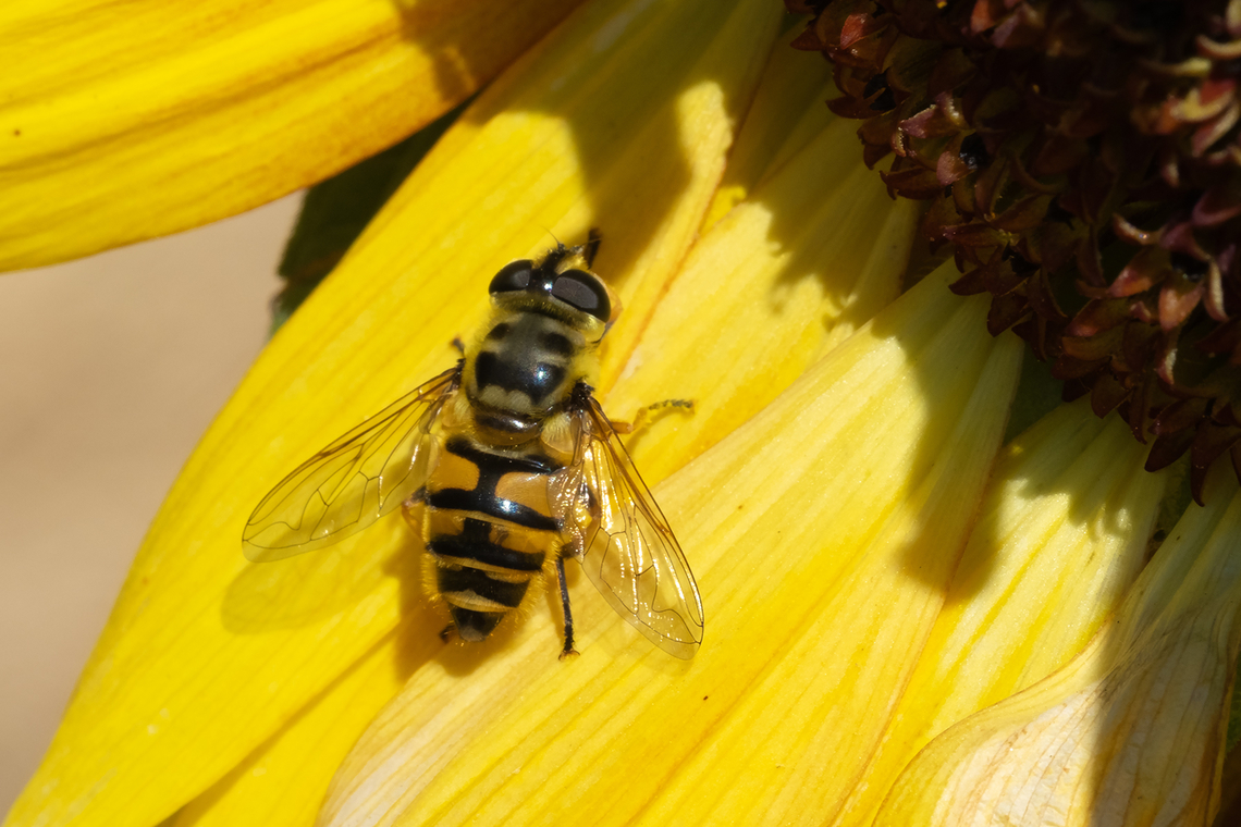 Yellow-haired Sunfly  Geotagged,Myathropa florea,Summer,United States,Yellow-haired Sun Fly