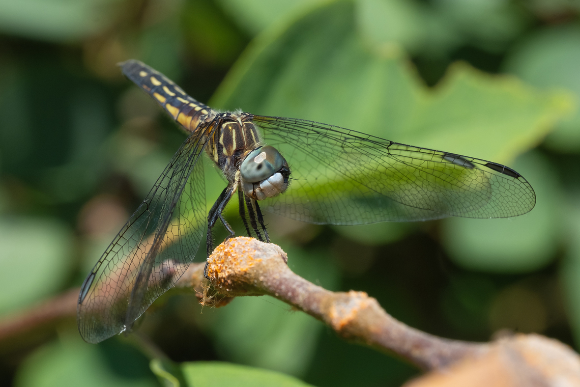 Blue dasher female  Blue Dasher,Geotagged,Pachydiplax longipennis,Summer,United States