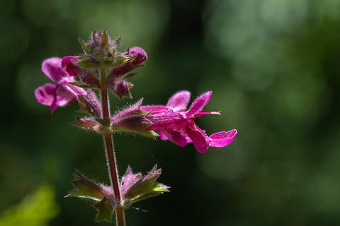 coastal hedgenettle  Coastal hedgenettle,Geotagged,Stachys chamissonis,Summer,United States