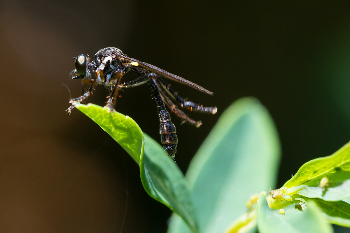 striped-leg robber fly  Dioctria hyalipennis,Geotagged,Summer,United States