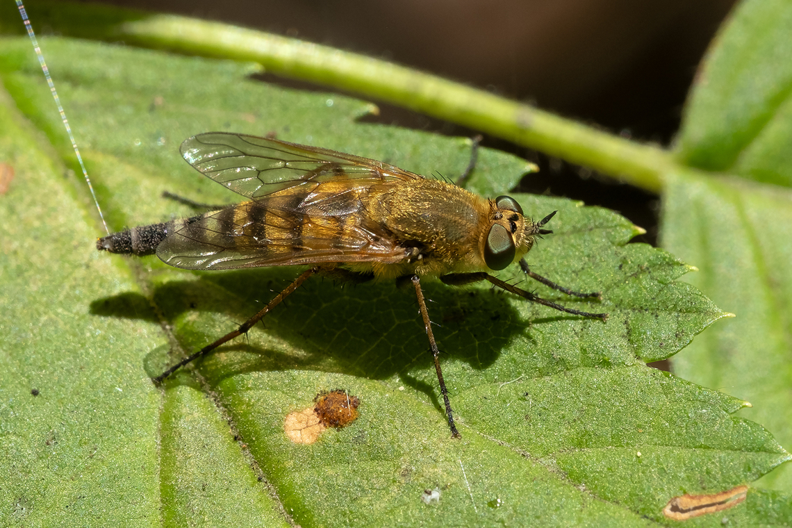 Stiletto fly  Geotagged,Summer,United States