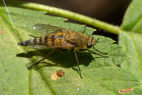 Stiletto fly  Geotagged,Summer,United States