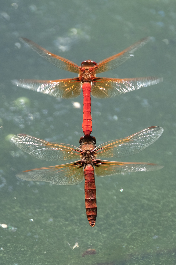 cardinal meadowhawks, egg laying  Cardinal Meadowhawk,Geotagged,Summer,Sympetrum illotum,United States