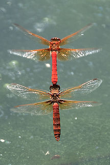 cardinal meadowhawks, egg laying  Cardinal Meadowhawk,Geotagged,Summer,Sympetrum illotum,United States