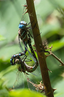 variable darner mating wheel  Aeshna interrupta,Geotagged,Summer,United States,Variable darner