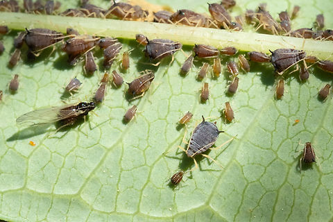 dogwood-rosebay willoherb aphids  Aphis salicariae,Dogwood - rosebay willowherb aphid,Geotagged,Summer,United States