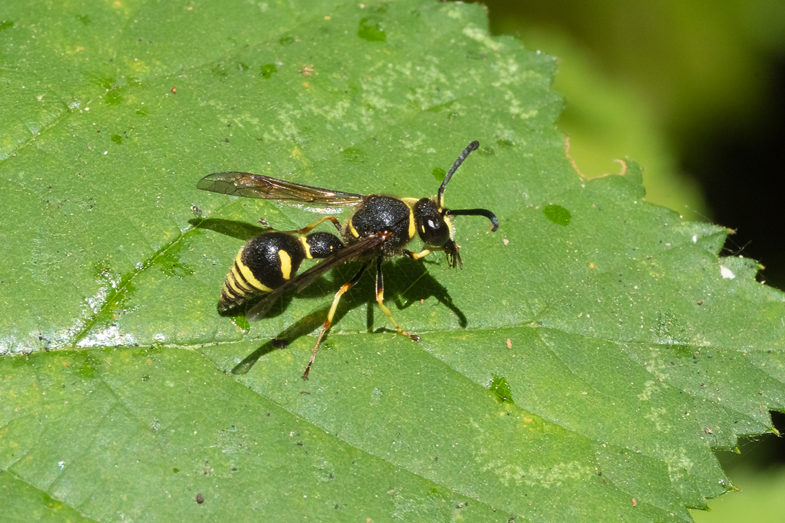 Mason wasp  Geotagged,Summer,United States