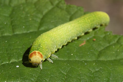 Giant birch sawfly larvae  Geotagged,Summer,Trichiosoma triangulum,United States,giant birch sawfly