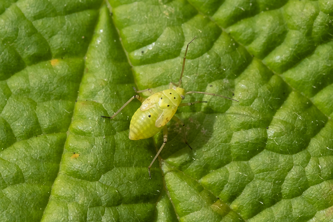 tarnished plant bug nymph invasive Geotagged,Lygus lineolaris,Summer,Tarnished plant bug,United States