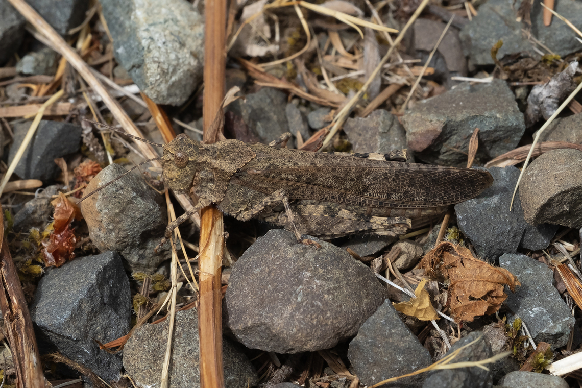 Red-winged grasshopper  Arphia pseudonietana,Geotagged,Summer,United States