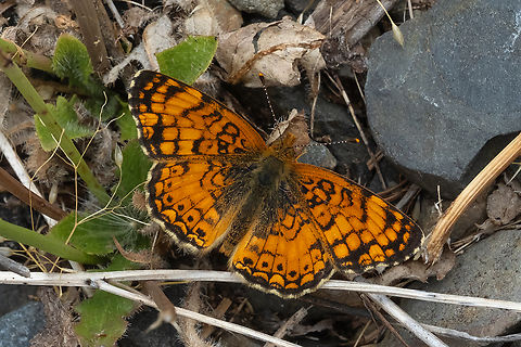 Mylitta Crescent  Geotagged,Mylitta Crescent,Phyciodes mylitta,Summer,United States