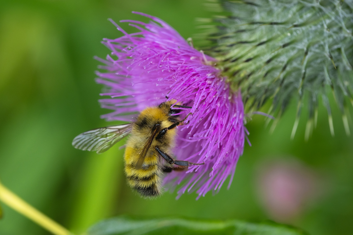 Yellow-headed bumble bee, male  Bombus flavifrons,Geotagged,Summer,United States,Yellow-fronted Bumble Bee