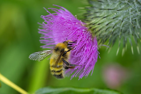 Yellow-headed bumble bee, male  Bombus flavifrons,Geotagged,Summer,United States,Yellow-fronted Bumble Bee