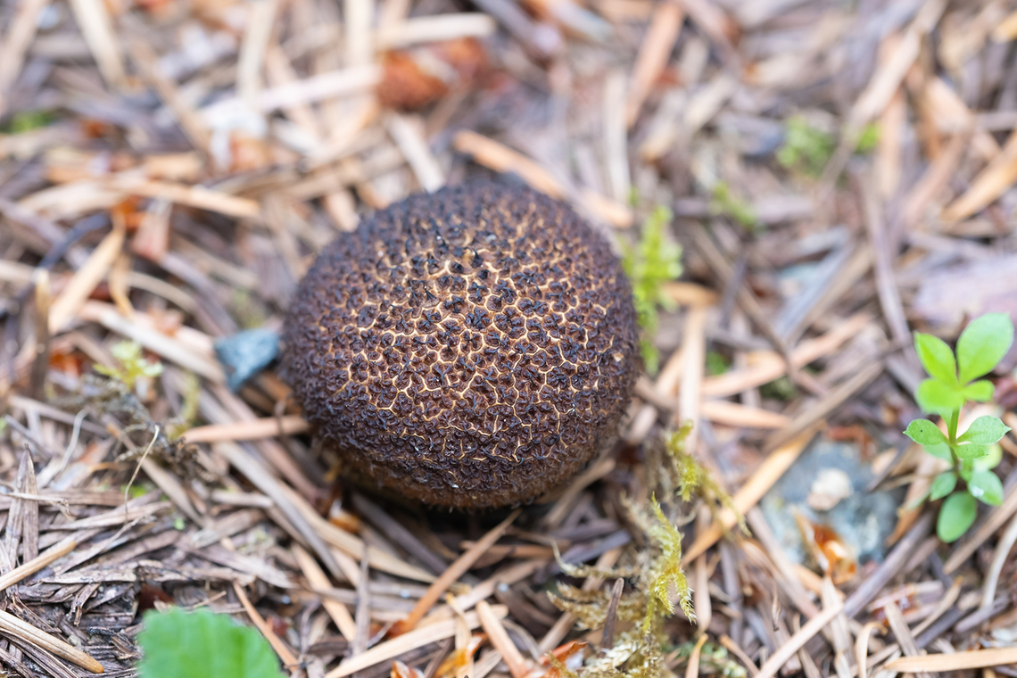 dusky puffball  Bombus flavifrons,Dusky Puffball,Geotagged,Lycoperdon nigrescens,Summer,United States,Yellow-fronted Bumble Bee
