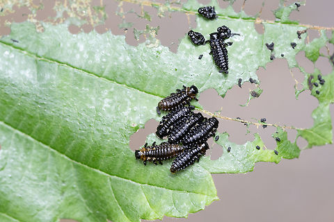 Willow leaf beetle larvae  Chrysomela aeneicollis,Geotagged,Summer,United States