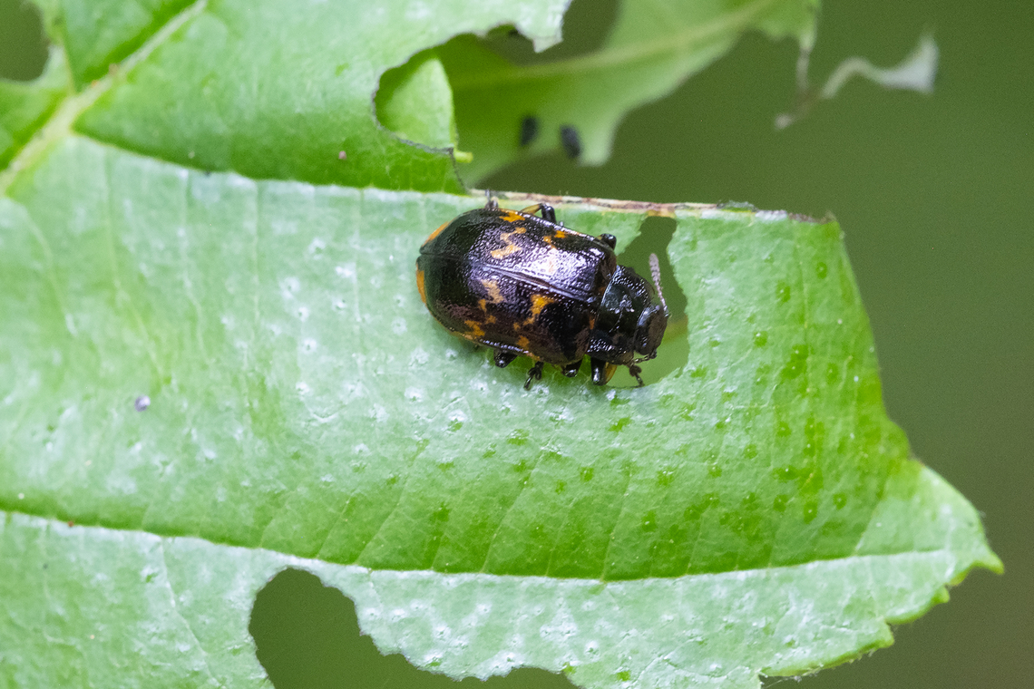 Willow leaf beetle adult  Chrysomela aeneicollis,Geotagged,Summer,United States